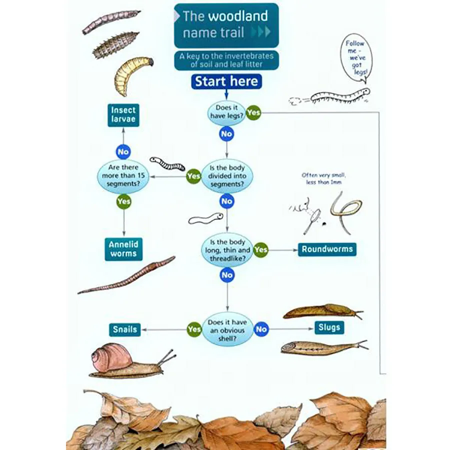 The Woodland Name Trail